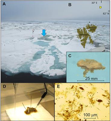 Highly Productive Ice Algal Mats in Arctic Melt Ponds: Primary Production and Carbon Turnover